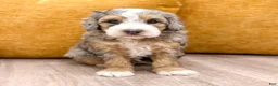 Mini Bernedoodle dogs for sale: Ashley - Micro Mini - Ad 3