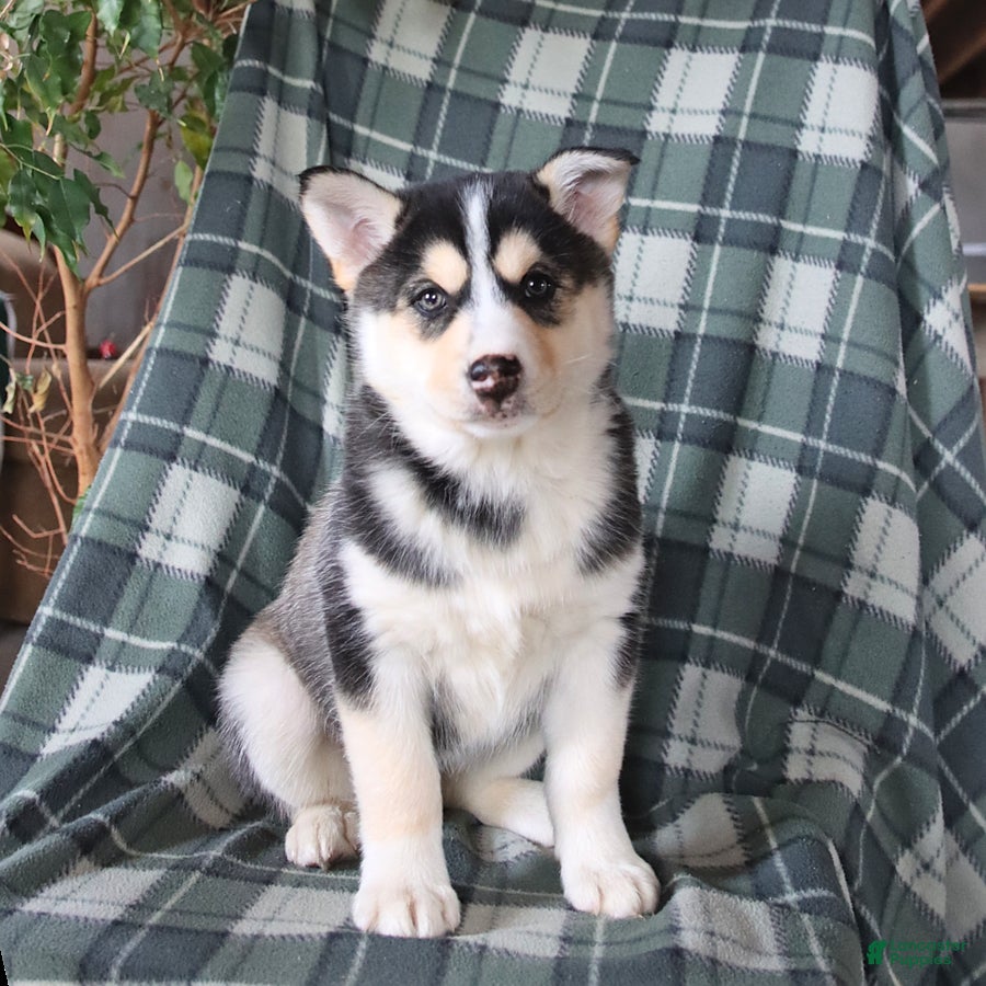 Mixed Breed dogs Saige - Ad 1