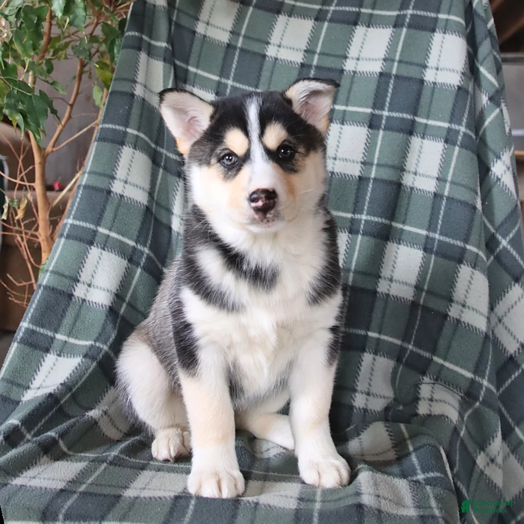 Mixed Breed dogs for sale: Saige - Ad 1