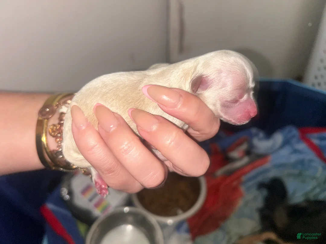 Chihuahua dogs for sale: Chihuahua 5 - Ad 1