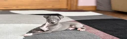 Italian Greyhound dogs for sale: Dannie - Ad 1