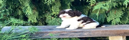 Portuguese Water Dog dogs for sale: Lincoln - Ad 3