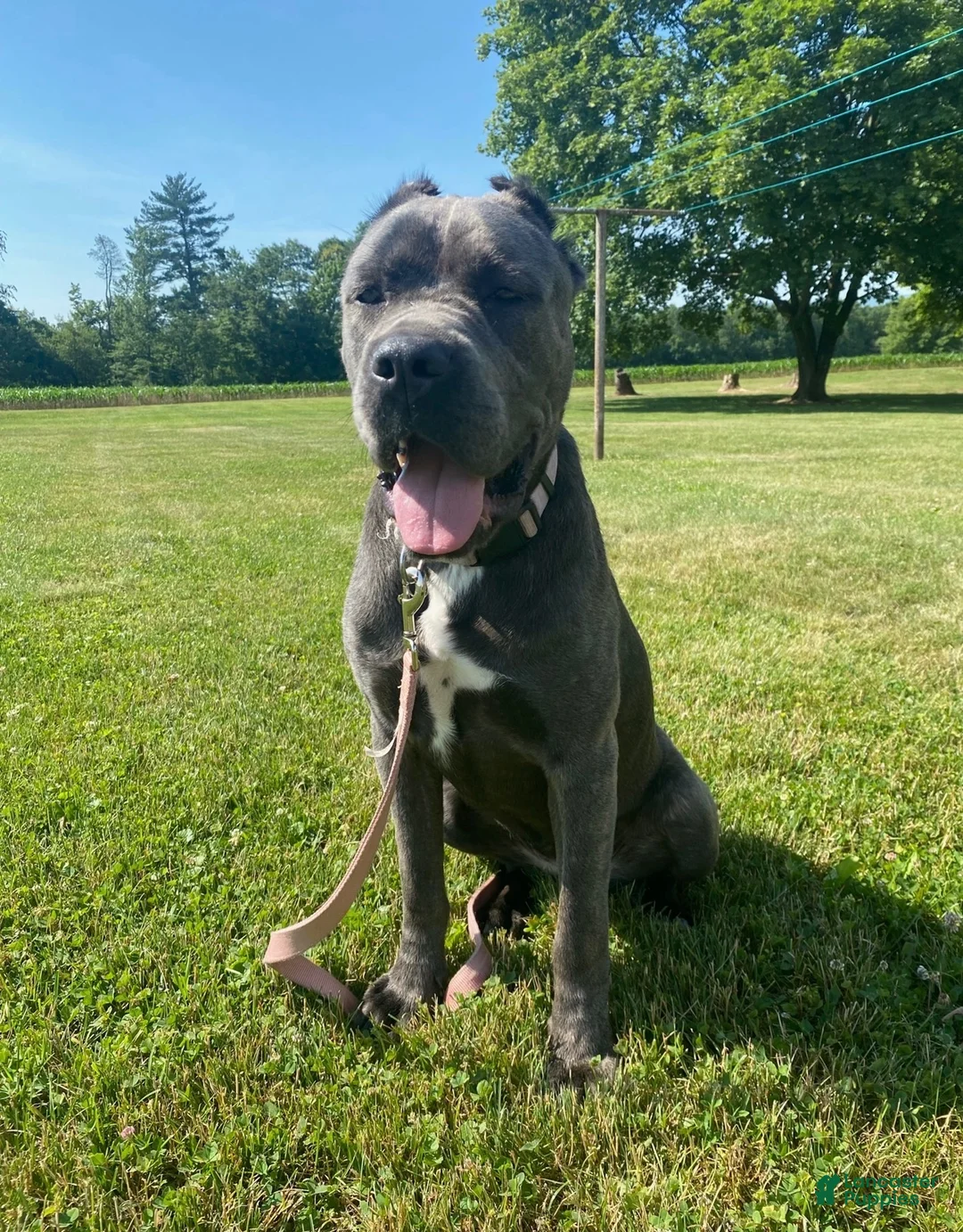Cane Corso dogs for sale: Cane Corso Puppy 1 - Ad 2