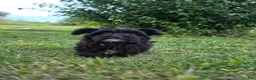 Yorkiepoo dogs for sale: Sailor - Ad 4
