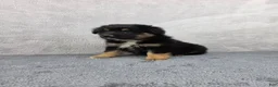 Miniature Australian Shepherd dogs for sale: Bear - Ad 7
