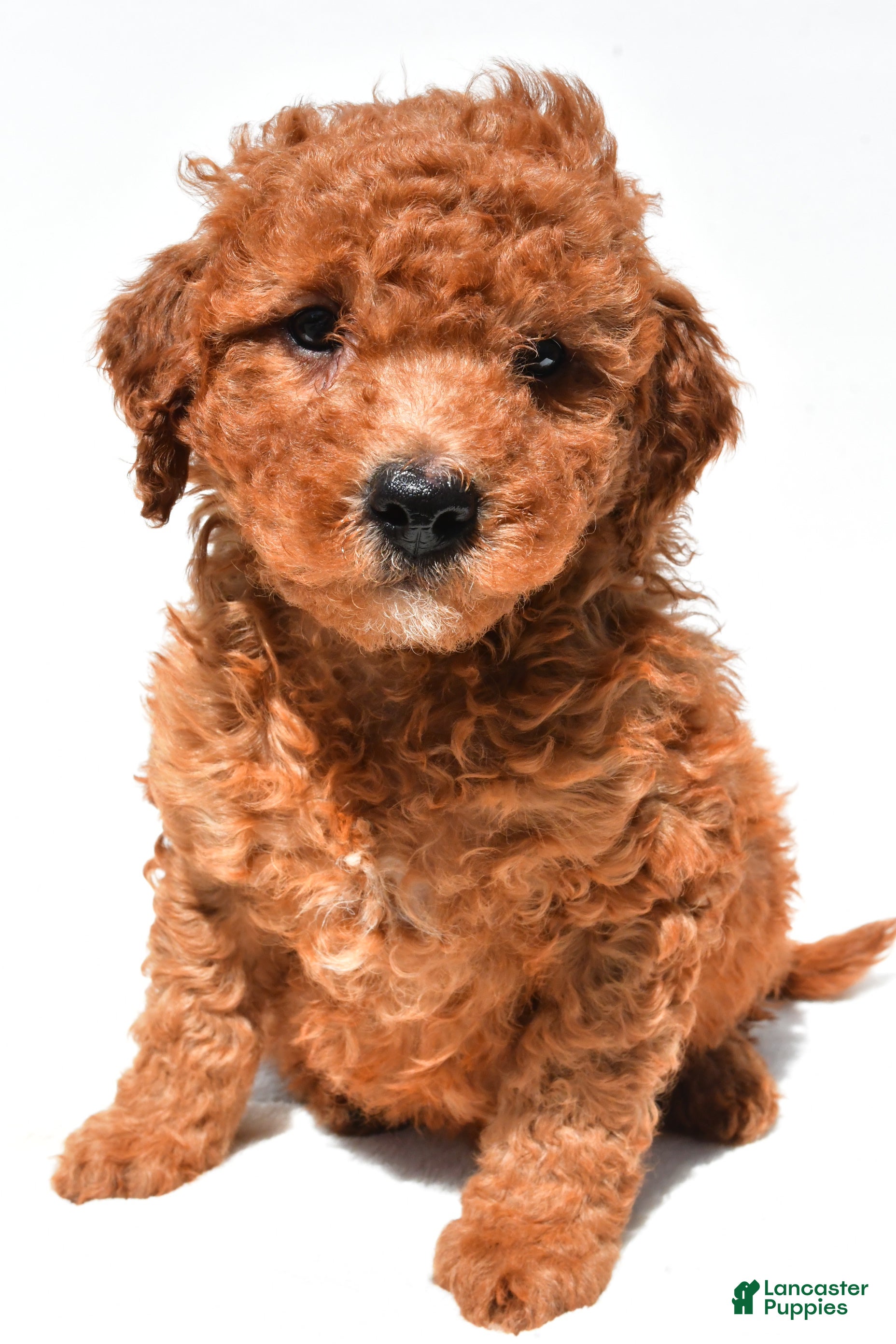 Mini Goldendoodle dogs Freddy  - Ad 2