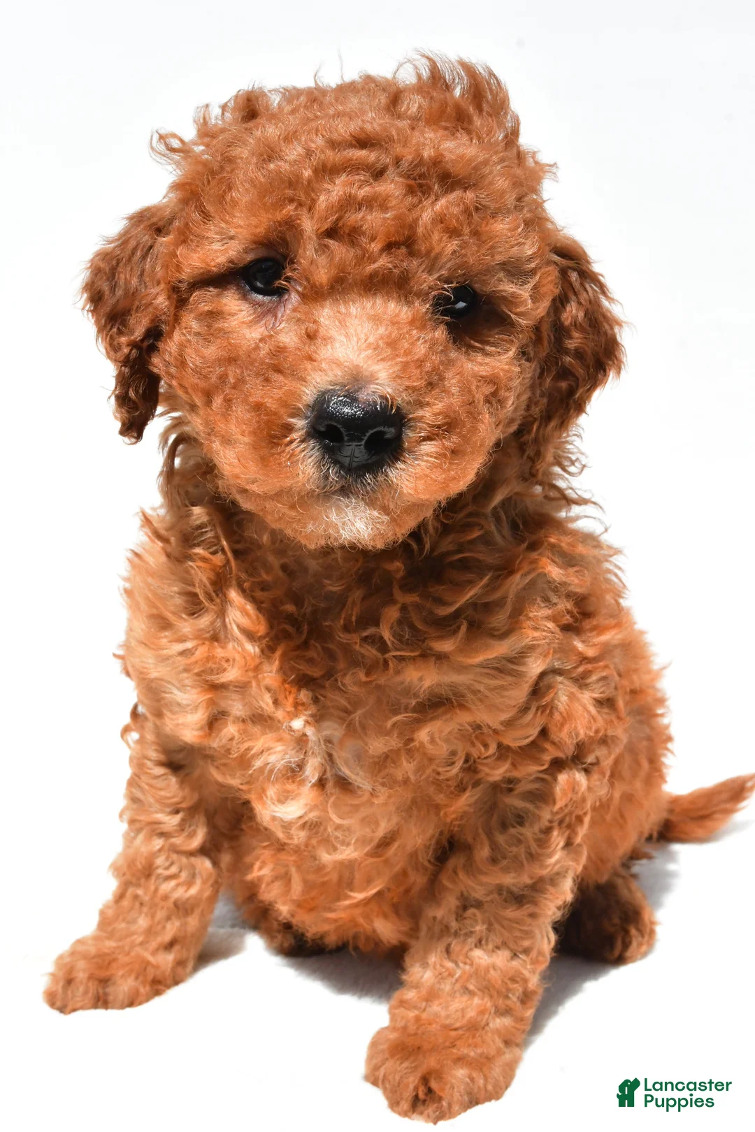 Mini Goldendoodle dogs for sale: Freddy  - Ad 2