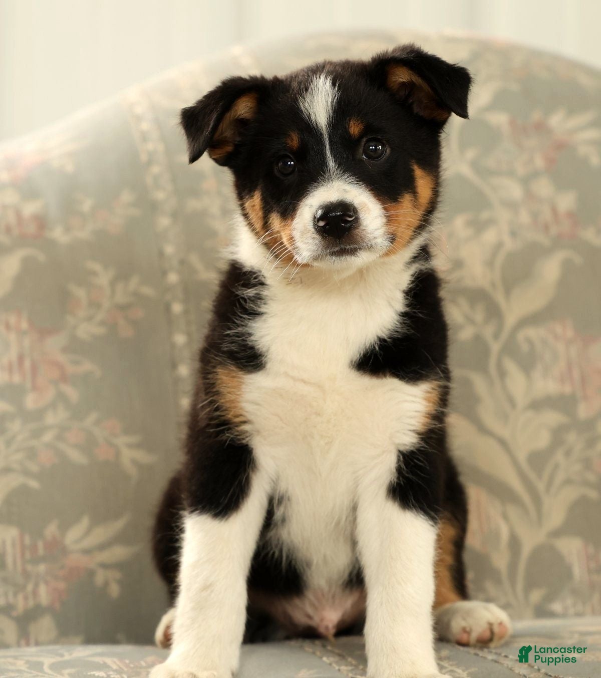 Australian Shepherd dogs Zeke - Ad 1