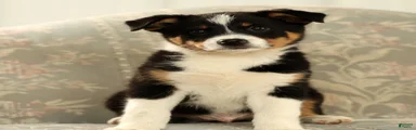 Zeke