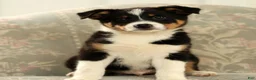 Australian Shepherd dogs for sale: Zeke - Ad 1