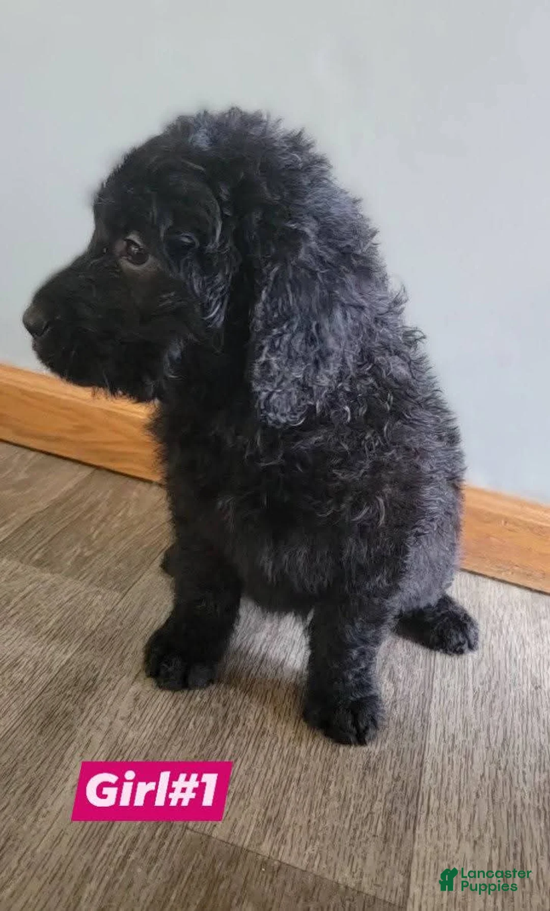 Double Doodle dogs for sale: Double Doodle Puppy 5 - Ad 2