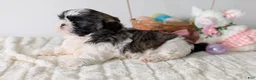 Shih Tzu dogs for sale: Eden - Ad 6