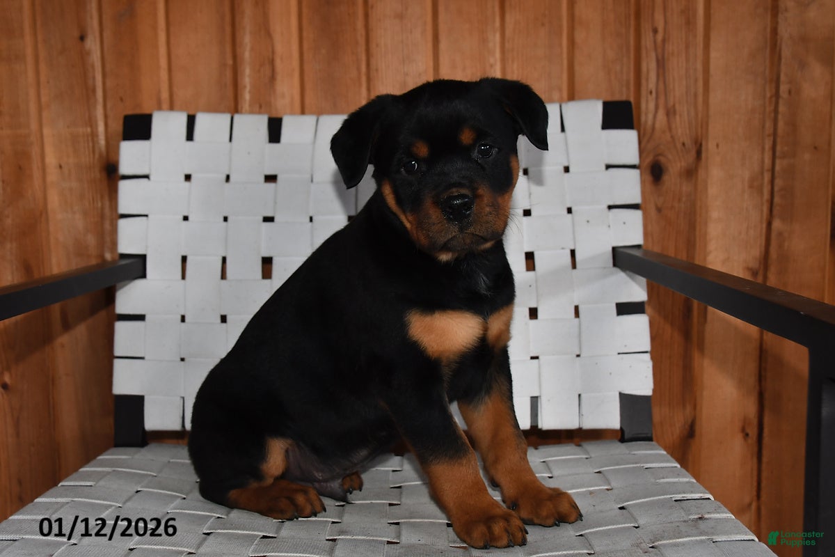 Rottweiler dogs Buster - Ad 6