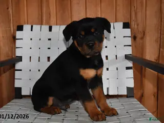 Rottweiler dogs Buster - Ad 42