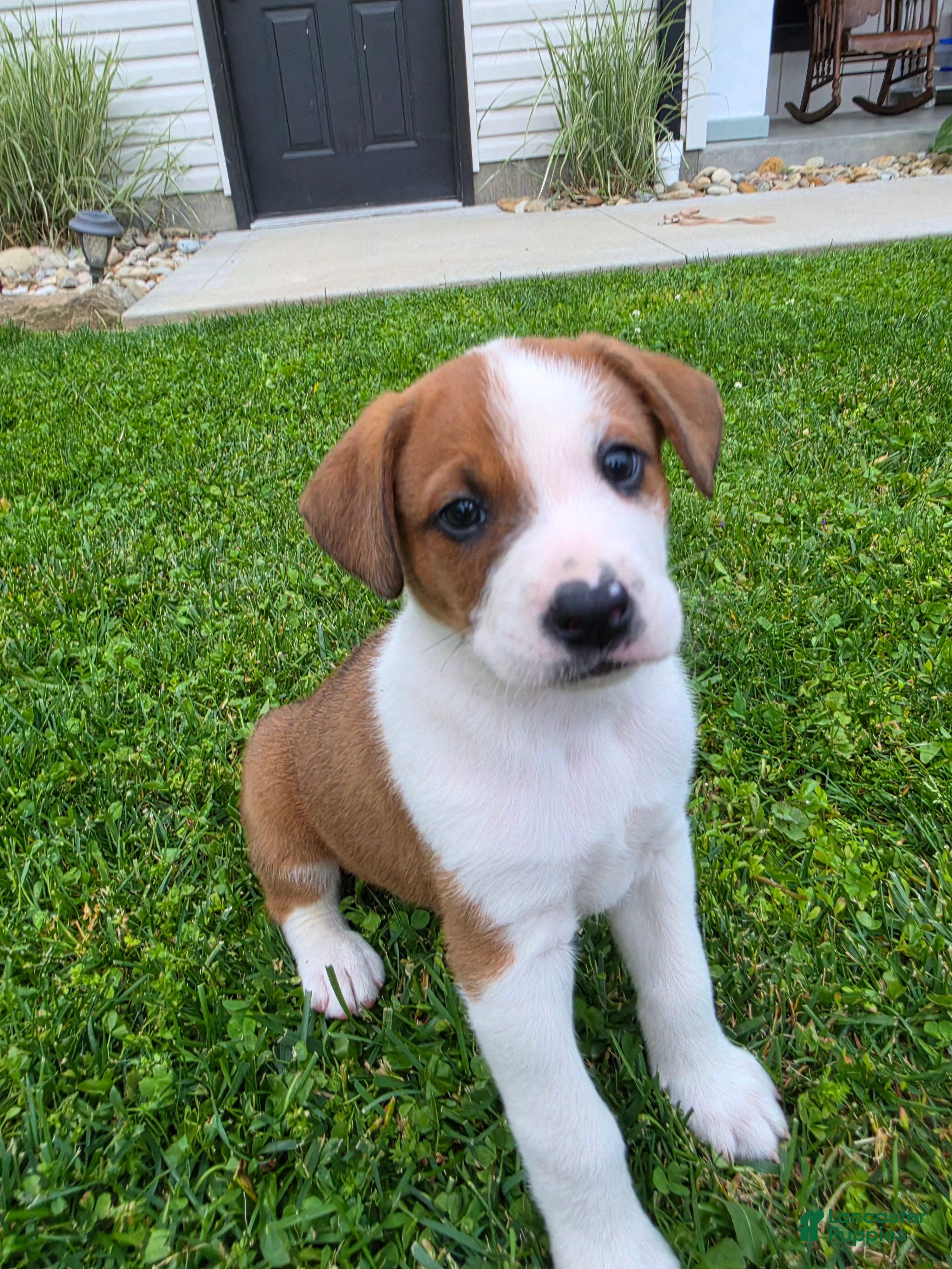 Mixed Breed dogs for sale: Flash - Ad 1
