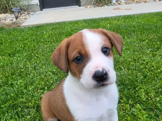 Mixed Breed dogs for sale: Flash - Ad 1
