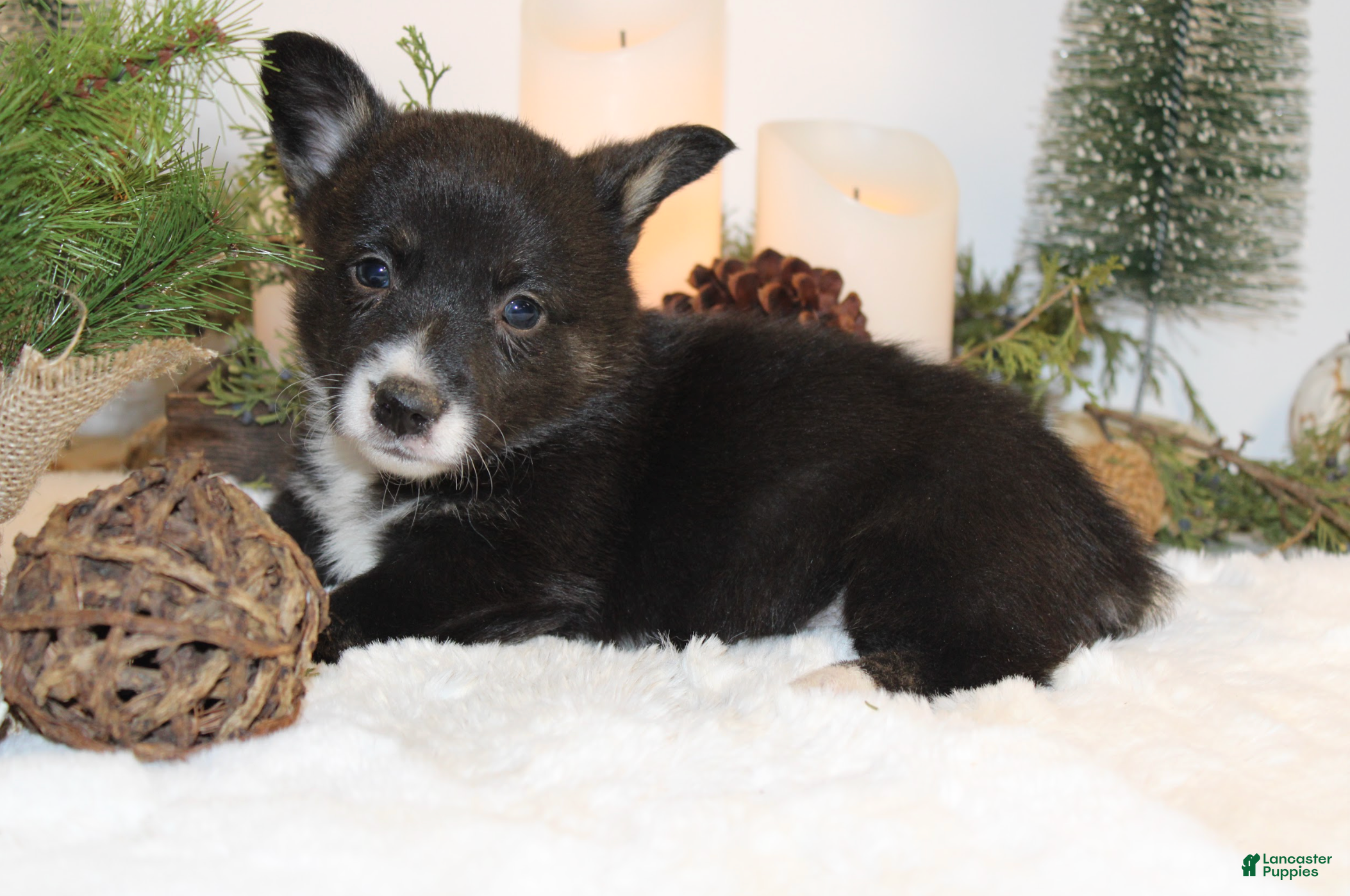 Welsh Corgi Pembroke dogs Connie - Ad 17