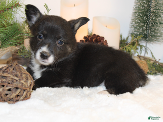 Welsh Corgi Pembroke dogs Connie - Ad 9