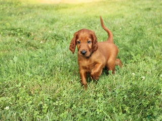 Irish Setter dogs - Ad 14