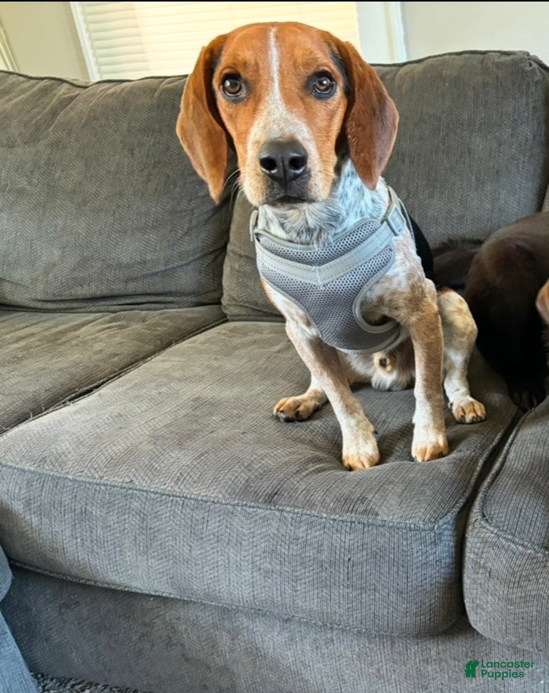 Beagle dogs for sale: Scout - Ad 3