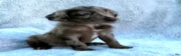 Labradoodle dogs for sale: Star - Ad 4