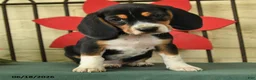 Beagle dogs for sale: Storm   - Ad 3