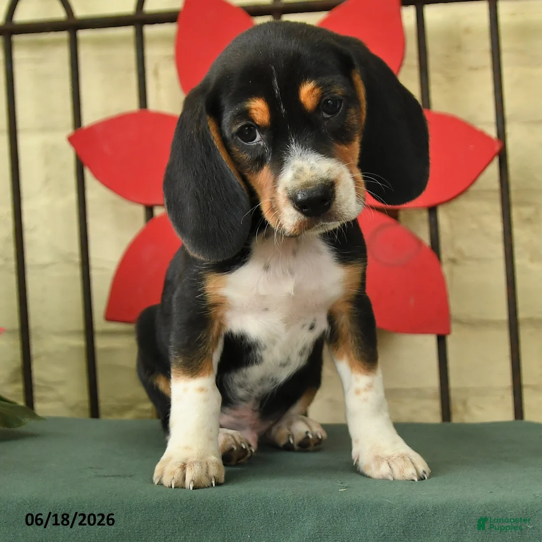 Beagle dogs for sale: Storm   - Ad 3