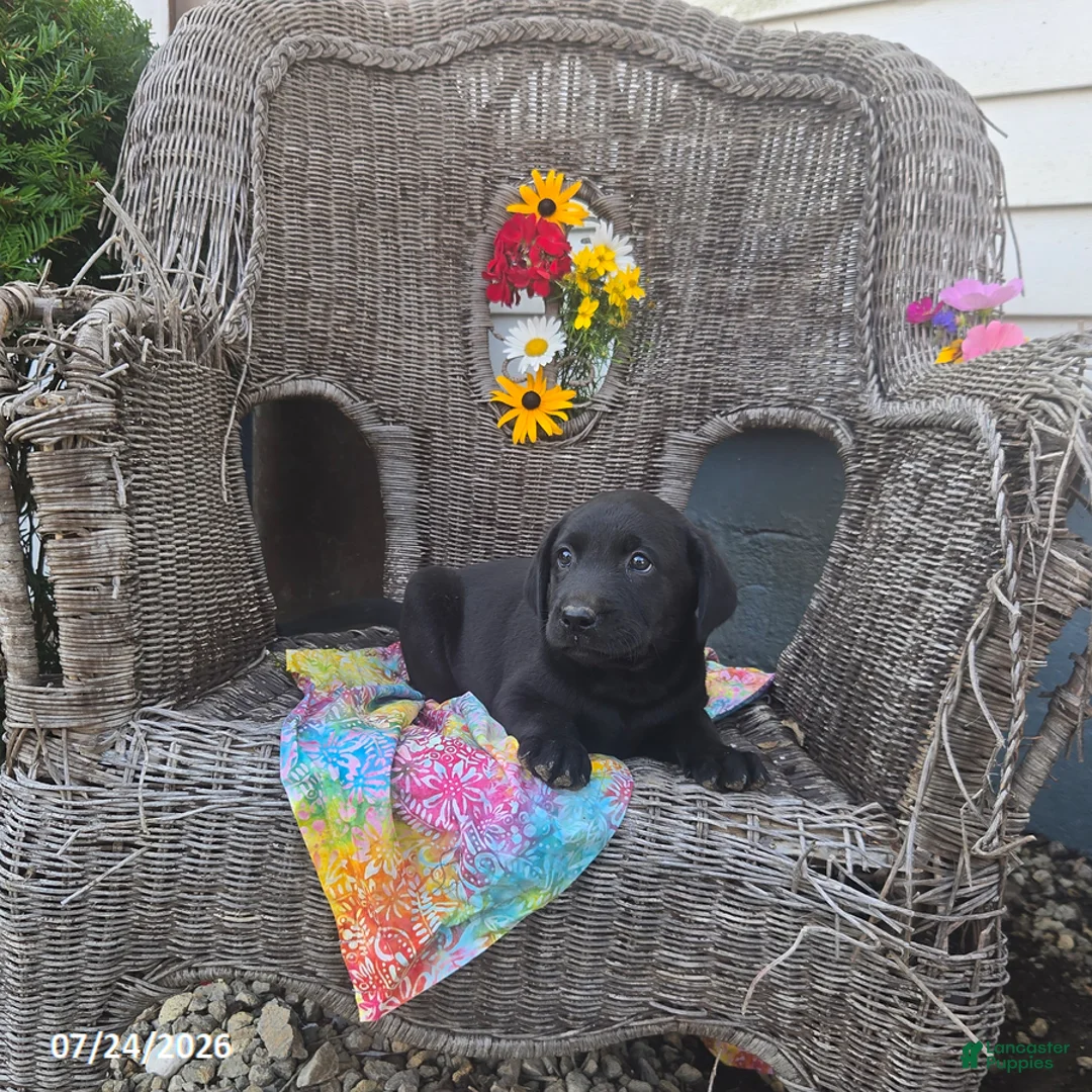 Labrador Retriever dogs for sale: Kayla - Ad 6