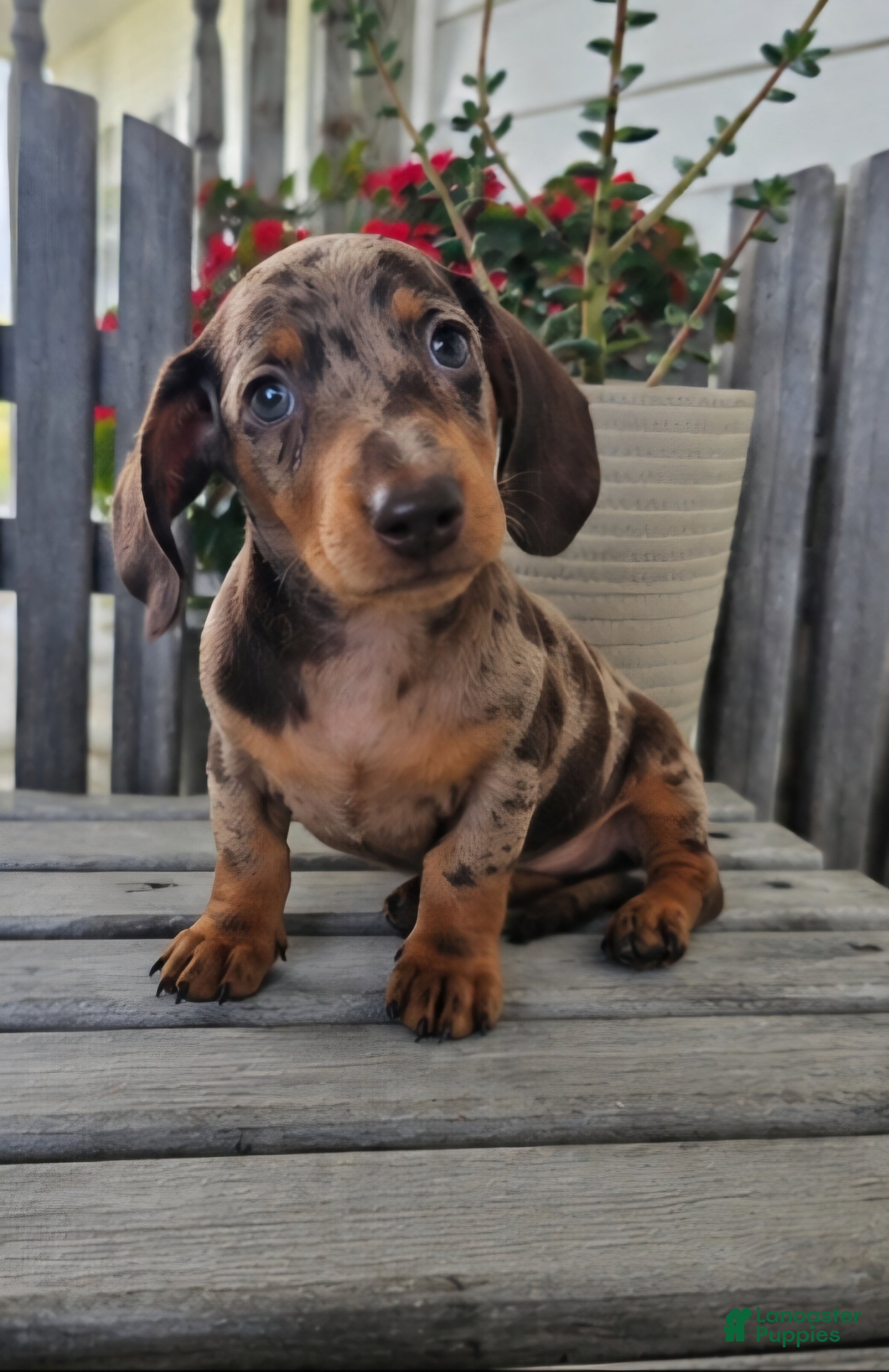 Dachshund dogs Buster - Ad 1