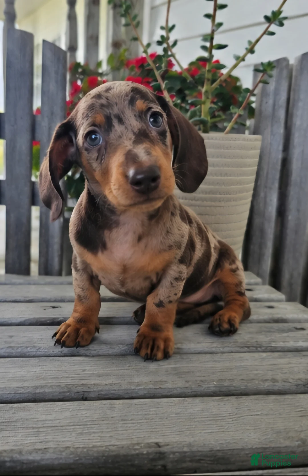 Dachshund dogs for sale: Buster - Ad 1