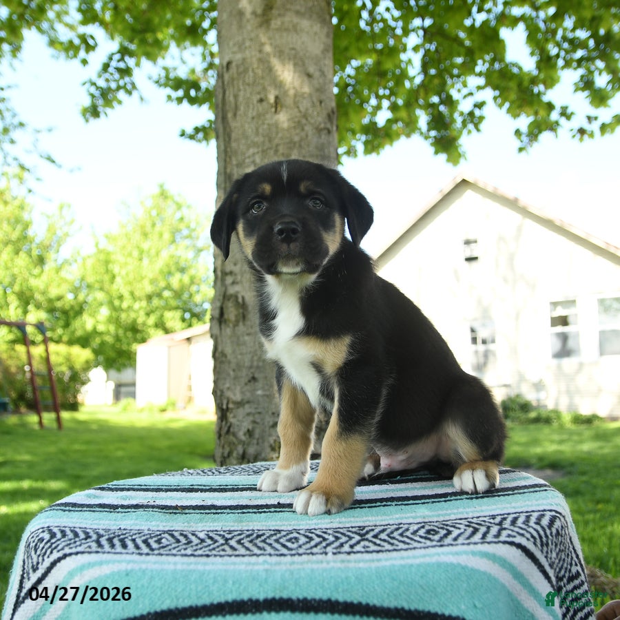 Mixed Breed dogs for sale: Zeke - Ad 2