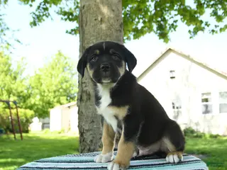 Mixed Breed dogs for sale: Zeke - Ad 2