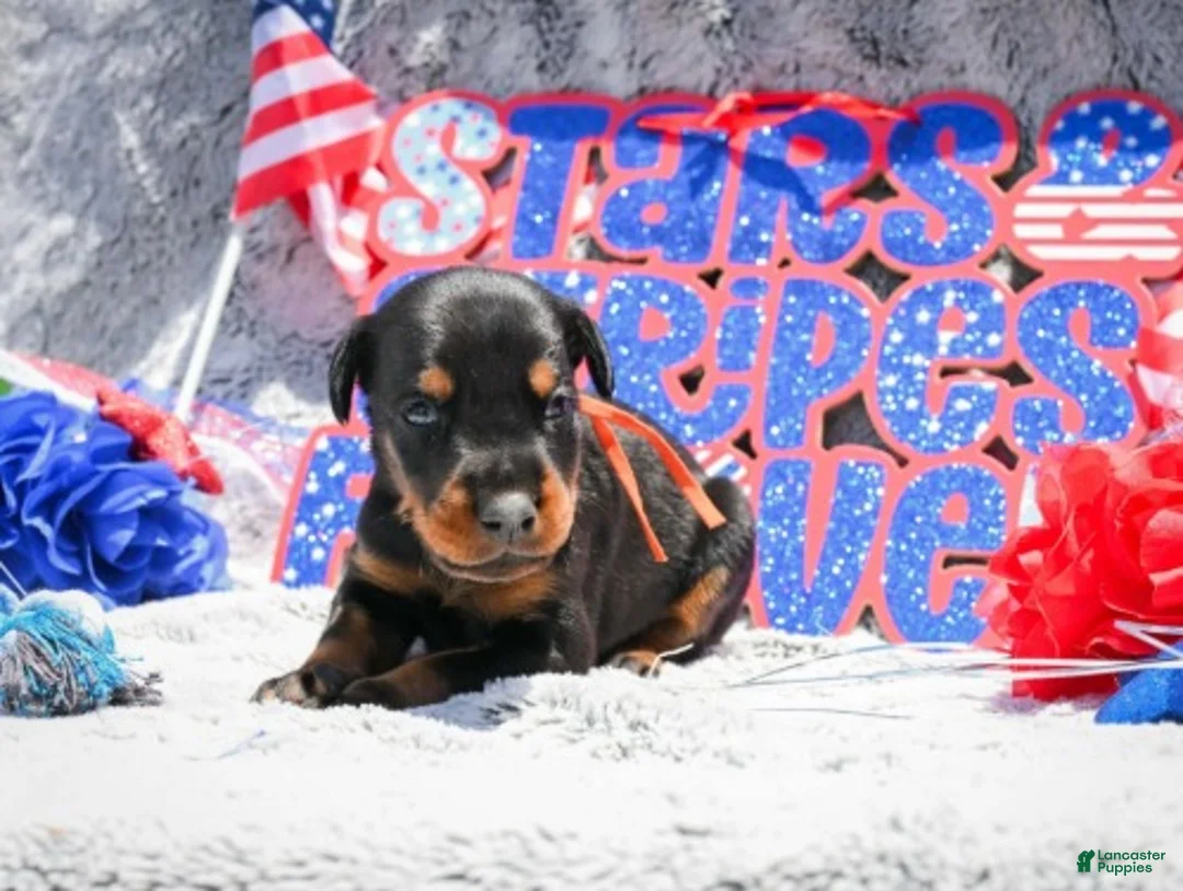 Doberman Pinscher dogs for sale: Boy 6 - Ad 2