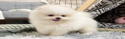 Pomeranian dogs for sale: Carter - Ad 4