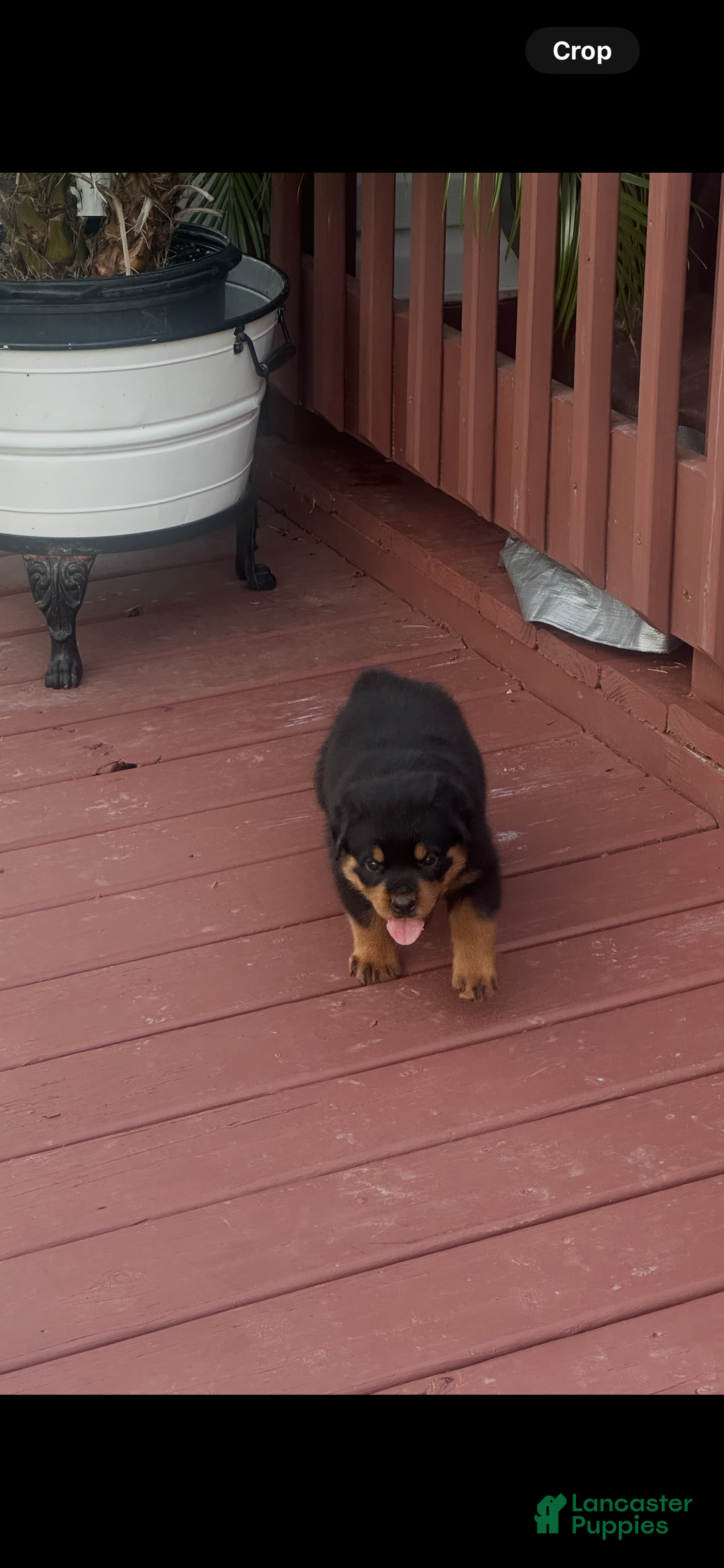 Rottweiler dogs for sale: Luke - Ad 1