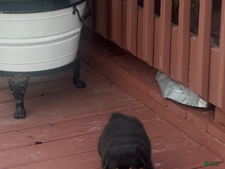 Rottweiler dogs Luke - Ad 25