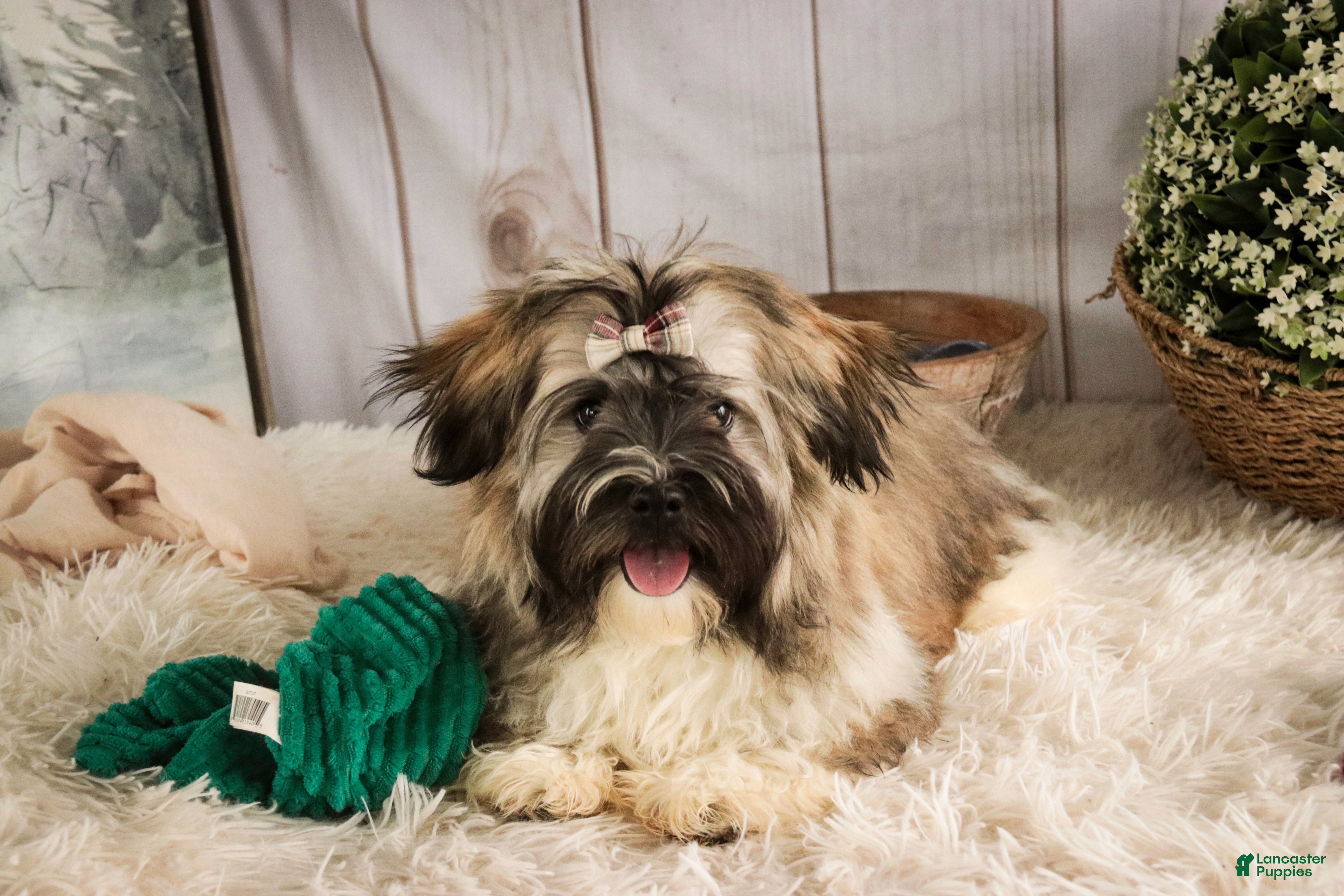 Havanese dogs Hoosier - Ad 22