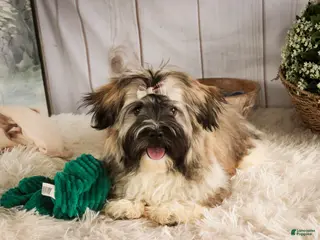 Havanese dogs Hoosier - Ad 22