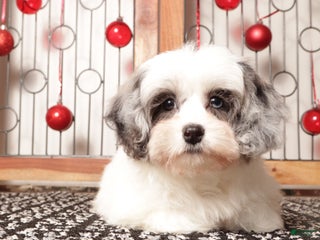 Shihpoo dogs Sugar - Ad 14