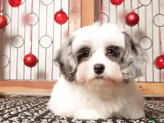 Shihpoo dogs Sugar - Ad 5