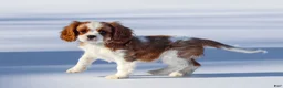 Cavalier King Charles Spaniel dogs for sale: Liam - Ad 29