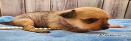 Mixed Breed dogs for sale: Dakota - Ad 6