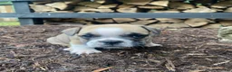 Mixed Breed dogs for sale: Bandit - Ad 4