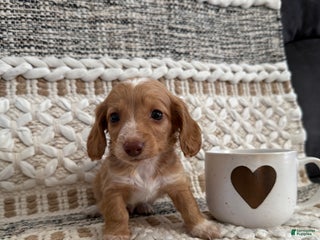 Miniature Dachshund dogs - Ad 6