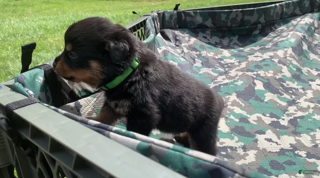 Rottweiler dogs for sale: Green Male - Ad 2
