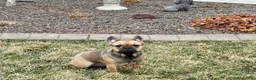 French Bulldog dogs for sale: Candice - Ad 3