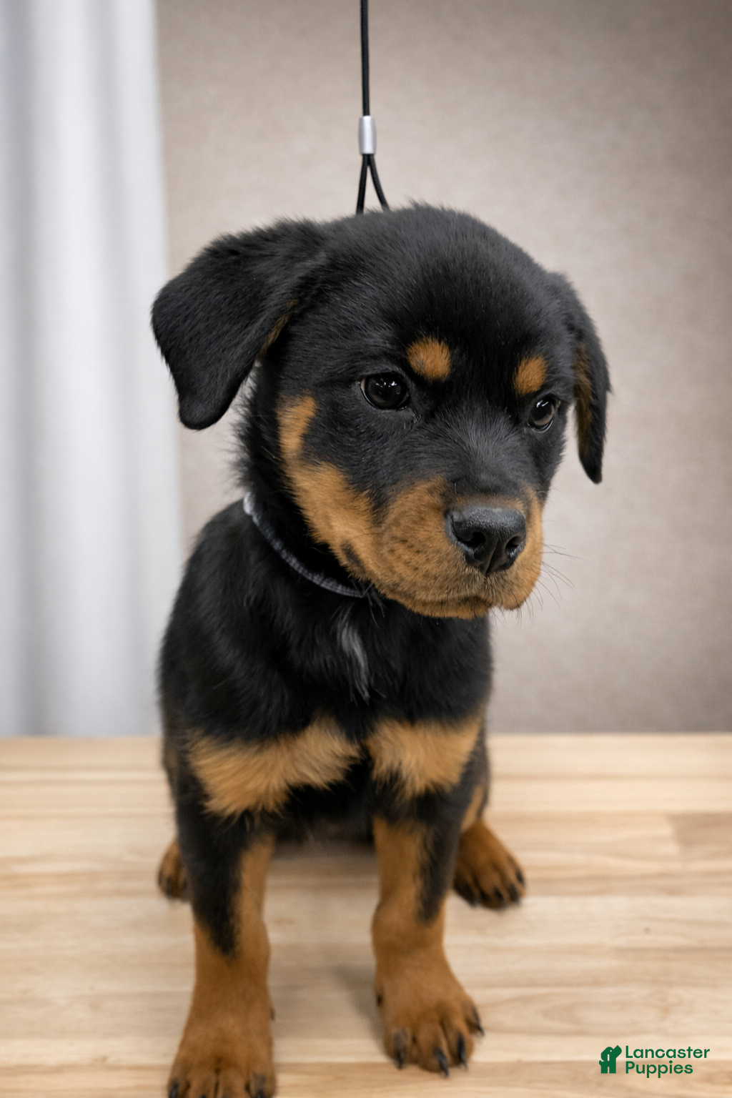 Rottweiler dogs for sale: Rottweiler Puppy- Purple - Ad 1