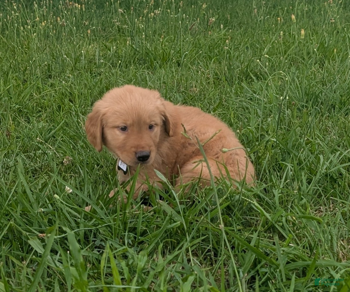 Golden Retriever dogs Cooper - Ad 2