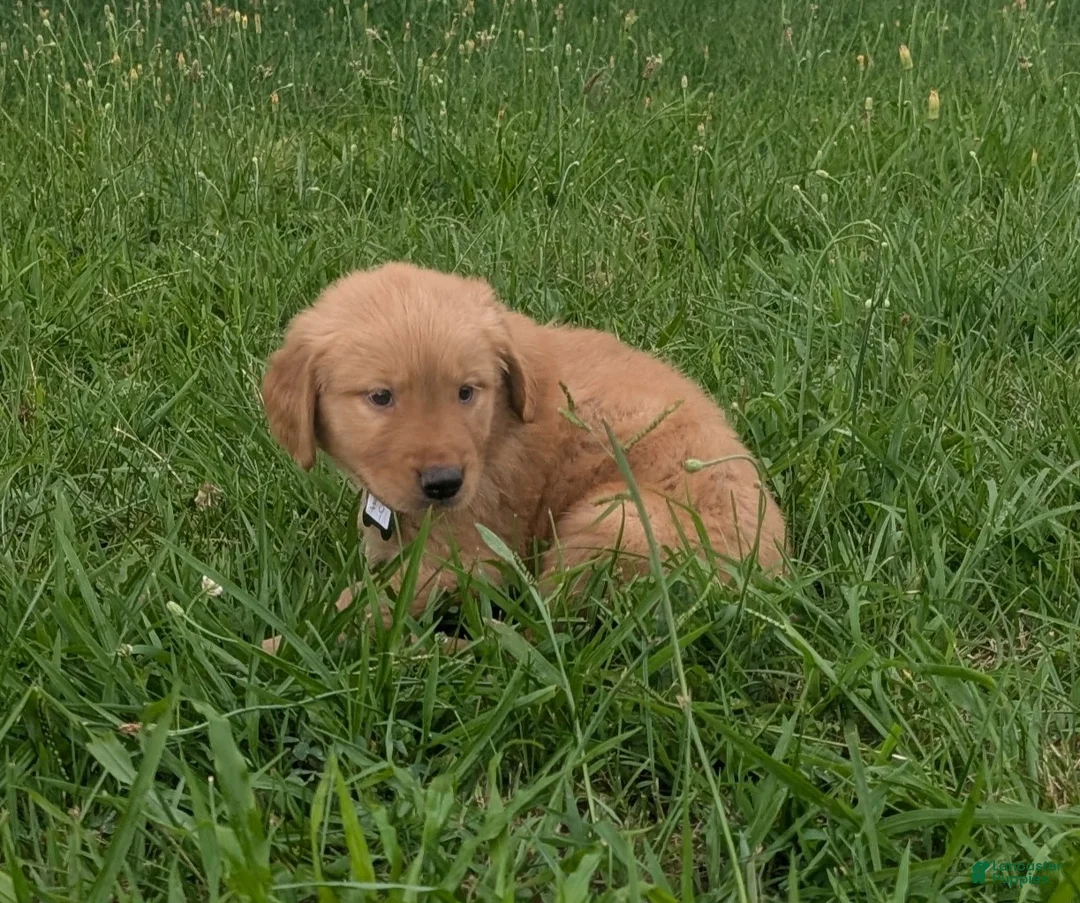Golden Retriever dogs for sale: Cooper - Ad 2