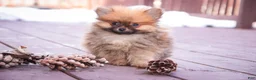 Pomeranian dogs for sale: Bennet - Ad 1